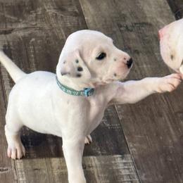 Bluey - White and black male Dalmatian puppy in Hastings, Florida from Love My Spotty Dalmatians
