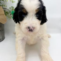 Tubby - Tri-color male Bernedoodle puppy in Hegins, Pennsylvania from Bubbling Springs Doodles, LLC