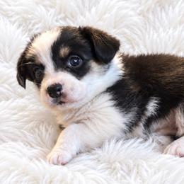 Dolly - Black and white female Cardigan Welsh Corgi puppy in Kerens, West Virginia from Leather & Lace
