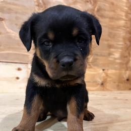 Green Boy - Black and tan male Rottweiler puppy in Chillicothe, Missouri from Bella Bowe Champion Import Rottweilers