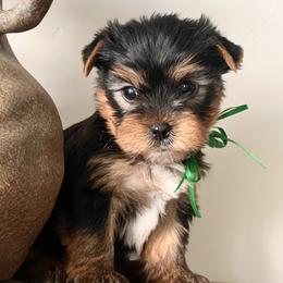 Green Boy - Black and gold male Yorkshire Terrier puppy in Meridian, Idaho from Doodles of Idaho