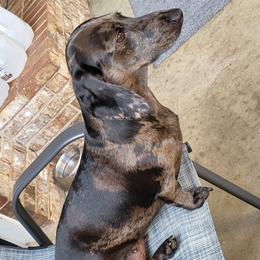 RAYNE - Dachshund