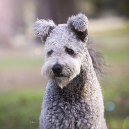 Pumi All Grown Up from Pimasz Kutya Kennel