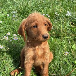 Skip - Caramel red male Labradoodle puppy in Montrose, Colorado from Ithilien Labradoodles