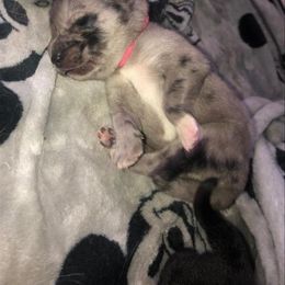 Pomsky Puppies from Urban Sky Kennel