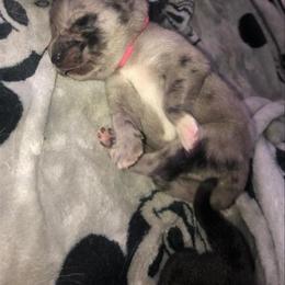 Pomsky Puppies from Urban Sky Kennel