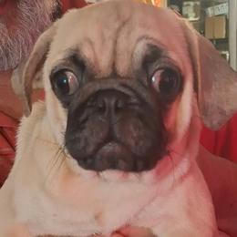 Boy 2 - Fawn male Pug puppy in Gadsden, Alabama from Gadsden Pugs