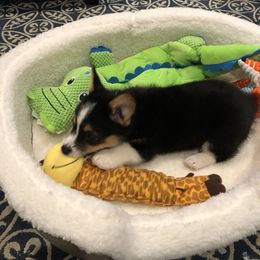 Pembroke Welsh Corgi Puppies from Twisted Little Corgis
