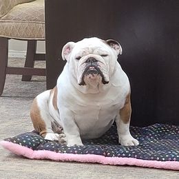 Bulldogs, Rottweilers, and Siberian Huskies from Kaniska Kennels