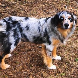 Envy - Australian Shepherd