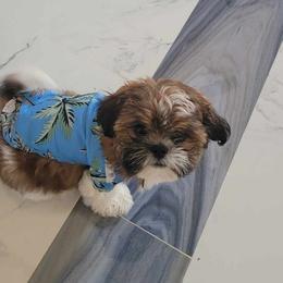 Shih Tzu Puppies from Grandma Ts Precious Puppies
