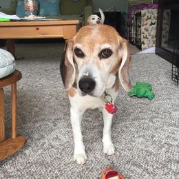 Beagle and Pomeranian All Grown Up from Celtic Rose Kennels