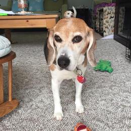 Beagle and Pomeranian All Grown Up from Celtic Rose Kennels