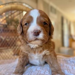 Autumn - Red  female Goldendoodle puppy in Cannon County, Tennessee from Hilltop Doodles and Poodles