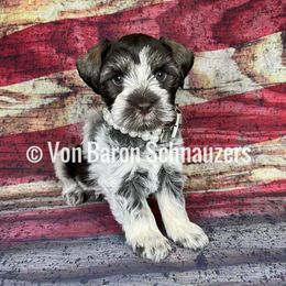Miniature Schnauzer Puppies from Von Baron Schnauzers