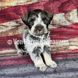 Miniature Schnauzer Puppies from Von Baron Schnauzers