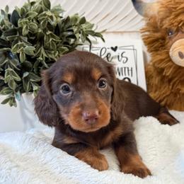 Otis - Chocolate and tan male Dachshund puppy in Gerber, California from Red Dirt Doxies