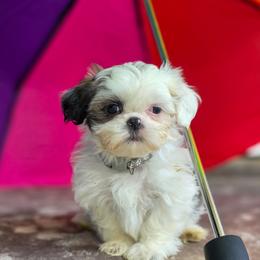 Poodle, Shichon, Shihpoo, Shih Tzu, and Shorkie Puppies from Ever After Tails