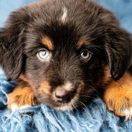 Miniature Australian Shepherd Puppies from Kuttin’ Up Mini Aussies