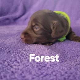 Forest - Chocolate and tan male Dachshund puppy in Onalaska, Texas from Weenies on the Lake