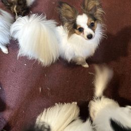Bonnie - Papillon