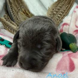 Angel - Charcoal female Dilute Retriever puppy in Grants Pass, Oregon from KnR Antler Dogs