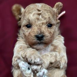 Pink Girl - Apricot female Goldendoodle puppy in Vernon, Texas from Sugarland's Texas Goldendoodles
