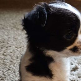 Girl 3 - Black and white Chihuahua puppy in Springfield, Missouri from Casadelopez Tails