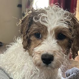Cavapoos and Springerdoodles from Springerdoodles Plus AZ