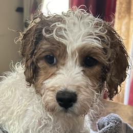 Cavapoos and Springerdoodles from Springerdoodles Plus AZ