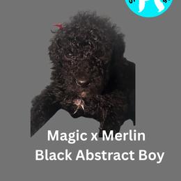 Boy 2 - male Poodle puppy in Baltimore, Maryland from Steinrock’s Standards
