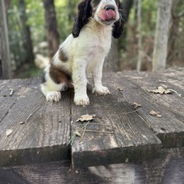 Canyon - Black white and tan male English Springer Spaniel puppy in Comer, Georgia from Stratton Spaniels