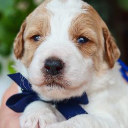 Twain - Parti male Goldendoodle puppy in Salado, Texas from Red Ranch Dogs