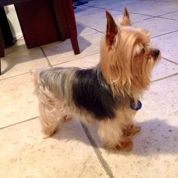 Charlie - Yorkshire Terrier