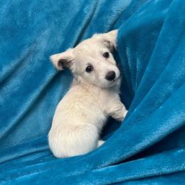Milkshake - Cream male Dachshund puppy in Memphis, Tennessee from River City Doxies