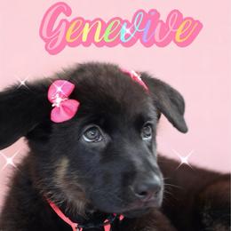 Genevive - Black and cream female German Shepherd puppy in De Land, Florida from 3B’s Animal Artistry