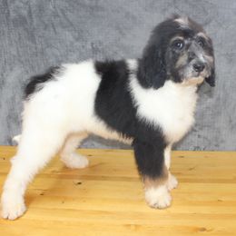 Boy 6 - Black and white Aussiedoodle puppy in Stokesdale, North Carolina from His and Hers Poodles and Doodles