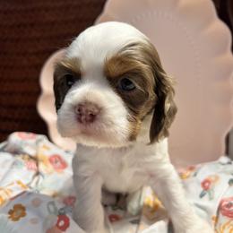 Magnolia - Brown white and tan female Cocker Spaniel puppy in Camp Douglas, Wisconsin from Bluff Country Cockers
