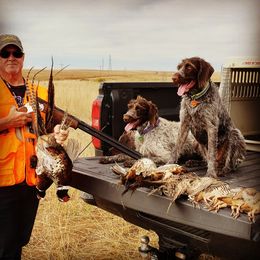 German Wirehaired Pointer All Grown Up from Osborne’s Wirehairs