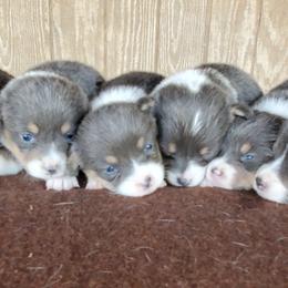 American Corgi and Pembroke Welsh Corgi Puppies from Sunray Ranch