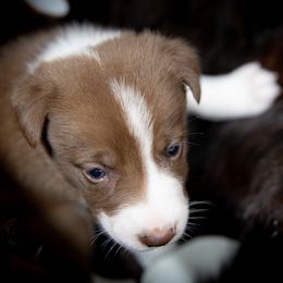 Boy 3 - White and red male Border Collie puppy in Shelbyville, Tennessee from C Horns Ranch Border Collies