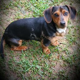 Jimmy Dean - Dachshund