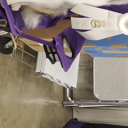 Australian Shepherds from Bodacious Australian Shepherds