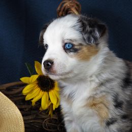 Miniature Australian Shepherd Puppies from Mini Aussie Tails