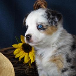 Miniature Australian Shepherd Puppies from Mini Aussie Tails