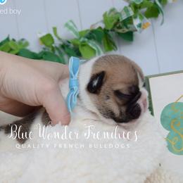 Vanilla - Fawn and white male French Bulldog puppy in Loxahatchee, Florida from Blue Wonder Frenchies