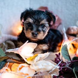 Suzy - Black and tan female Yorkshire Terrier puppy in Antioch, Nevada from Precious Puppies