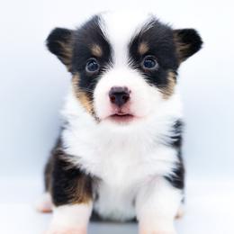 Scar - Black and tan male American Corgi puppy in Star City, Arkansas from T4 Farms