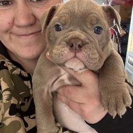 Aussiedoodle, Bulldog, Miniature Australian Shepherd, Poodle, and Toy Australian Shepherd Puppies from Mowry Creek Mini Aussiedoodles and More