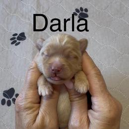 Darla purple collar - Cream female Whoodle puppy in Pima, Arizona from Schmidt's K9s